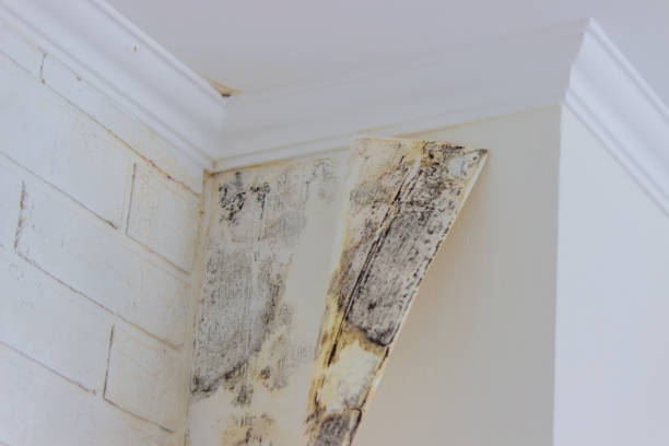 Best Water damage restoration near me  in USA